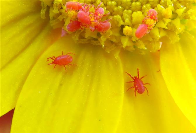 Balaustium sp. (Erythraeidae)